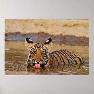 Pôster Filhote de tigre-de-bengala-real, bebendo água