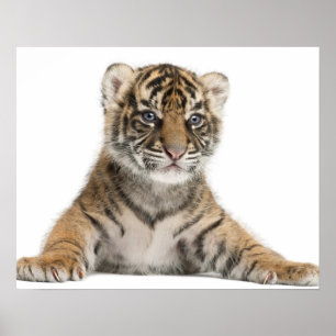 Poster Filhote de tigre de Sumatran