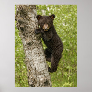 Poster Filhote de Urso Negro na Árvore