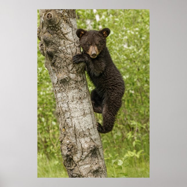 Poster Filhote de Urso Negro na Árvore (Frente)