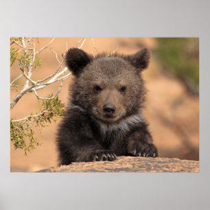 Pôster Filhote de Urso Pardo