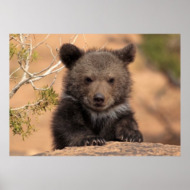 Pôster Filhote de Urso Pardo (Frente)
