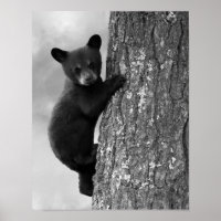 Filhote de Urso Preto Bebê na Árvore Rústico