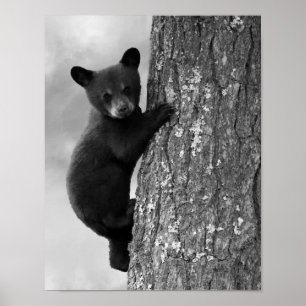 Poster Filhote de Urso Preto Bebê na Árvore Rústico