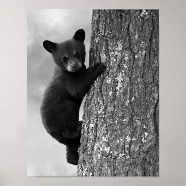 Poster Filhote de Urso Preto Bebê na Árvore Rústico (Frente)