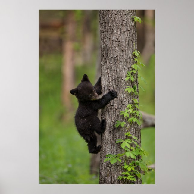 Poster Filhote de Urso Preto Subindo Árvore (Frente)