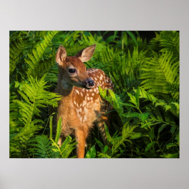 Poster Filhote de Veado-de-cauda-branca | Minnesota (Frente)
