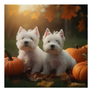 Pôster Filhote de West Highland White Terrier Abóbora de