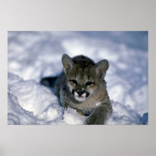 Poster filhote Puma-pequeno na neve