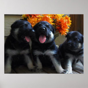 Poster Filhotes de cachorro bonitos do german shepherd