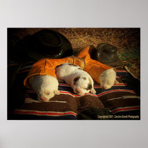 Pôster Filhotes de cachorro cansados do vaqueiro