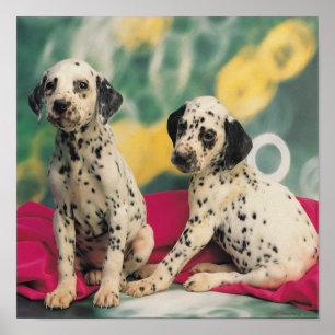 Poster Filhotes de cachorro Dalmatian