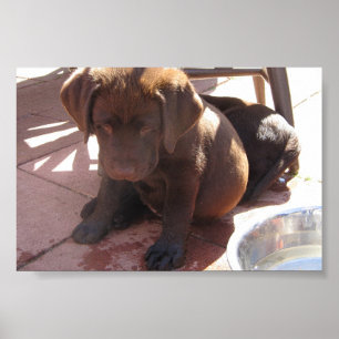 Pôster Filhotes de cachorro de Labrador do chocolate