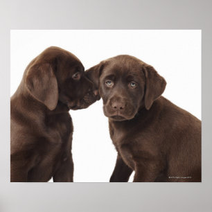 Poster Filhotes de cachorro de labrador retriever do