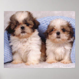 Pôster Filhotes de cachorro de Shih Tzu sob uma cobertura