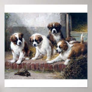Pôster Filhotes de cachorro e tartaruga de St Bernard