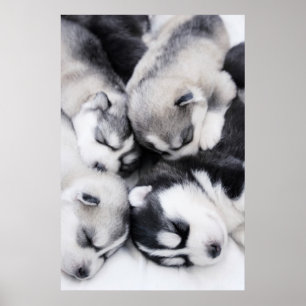 Pôster filhotes de cachorro roncos bonitos