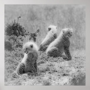 Pôster Filhotes de Cheetah