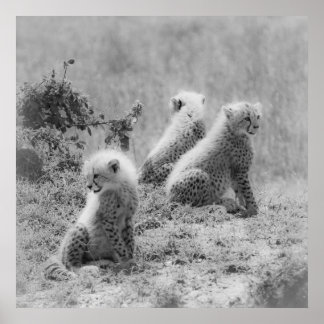Pôster Filhotes de Cheetah