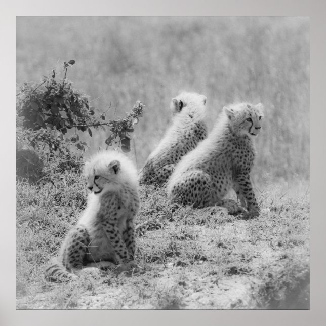 Pôster Filhotes de Cheetah (Frente)
