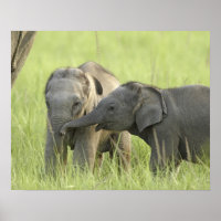 Filhotes de Elefante Indiano / Asiático