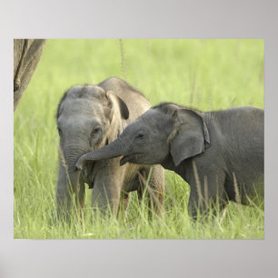Pôster Filhotes de Elefante Indiano / Asiático