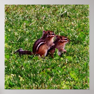 Pôster Filhotes de Esquilos Primeiro Dia #6 Animal 