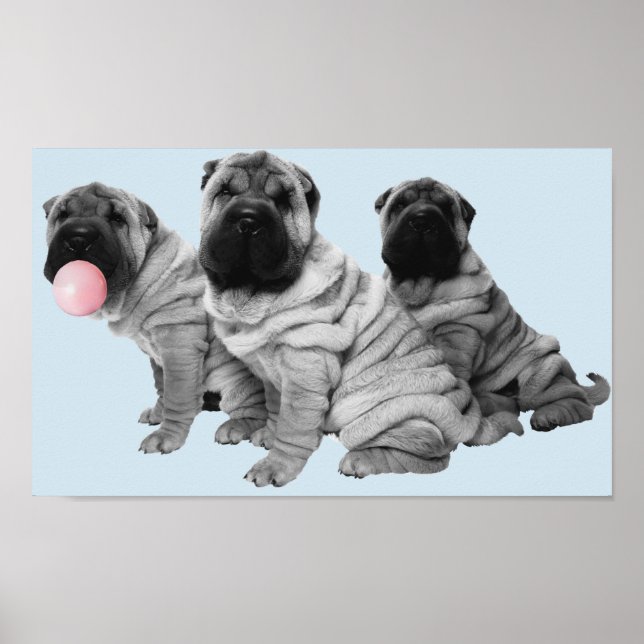 Poster Filhotes de Shar Pei Pretos Brancos Chiclete de Ca (Frente)
