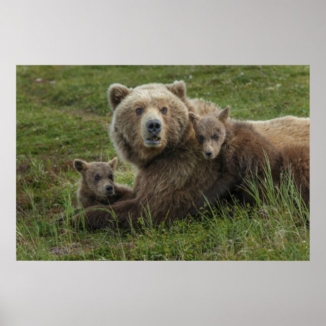Poster Filhotes de Urso Pardo se Aconchegando com a Mãe (Frente)