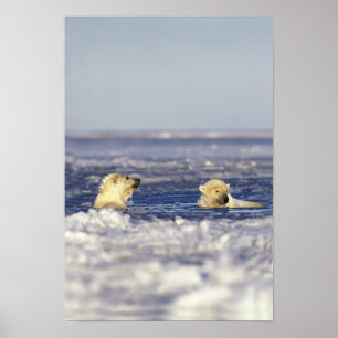 Pôster Filhotes de urso polar brincando