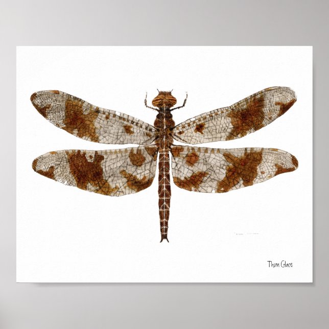 Poster Filigree Skimmer Dragonfly (Frente)