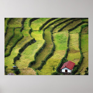 Poster Filipinas, Batad, vista elevada de arroz