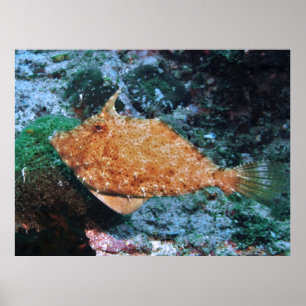 Poster Filipino Filefish