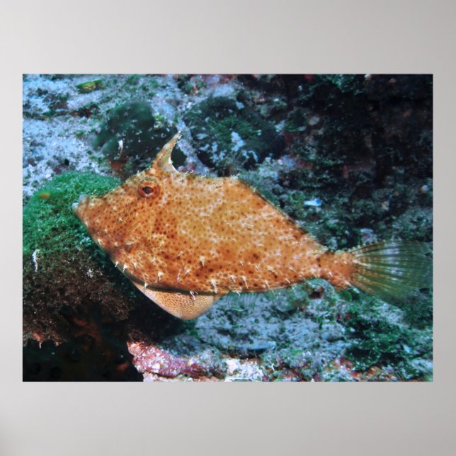 Poster Filipino Filefish (Frente)