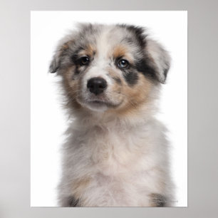 Pôster Fim-acima australiano azul do filhote de cachorro