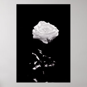 Poster Fim-acima cor-de-rosa bonito preto e branco