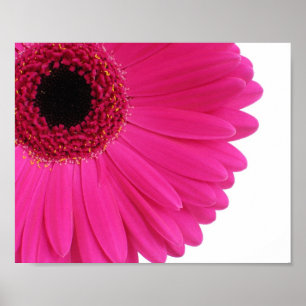 Pôster Fim-acima da margarida do Gerbera do rosa quente