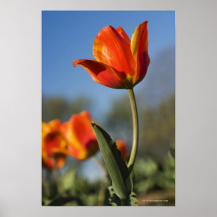 Poster Fim-acima de flores da tulipa