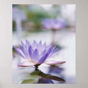 Pôster Fim-Acima de um Água-Lírio roxo que flutua sobre