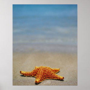 Poster Fim-acima de uma estrela do mar do coxim