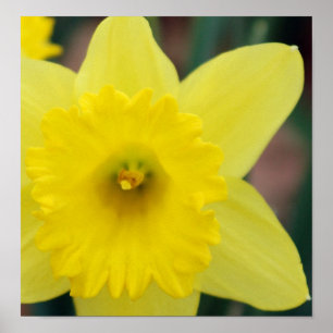 Pôster Fim-acima do Daffodil