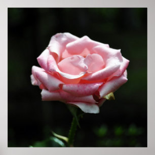 Pôster Fim-acima do rosa do rosa
