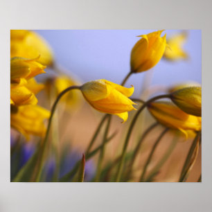 Pôster Fim-acima dos daffodils