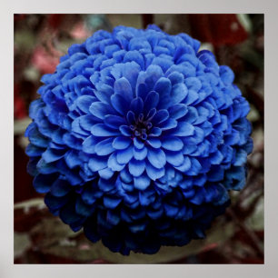 Pôster Fim azul da flor acima da foto