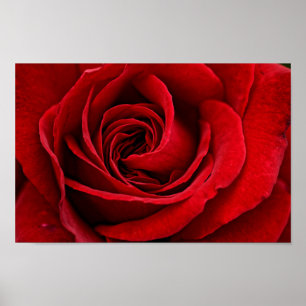 Pôster Fim brilhante da rosa vermelha acima