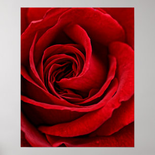 Pôster Fim brilhante da rosa vermelha acima
