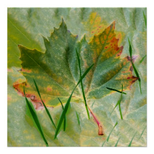 Pôster Fim do outono