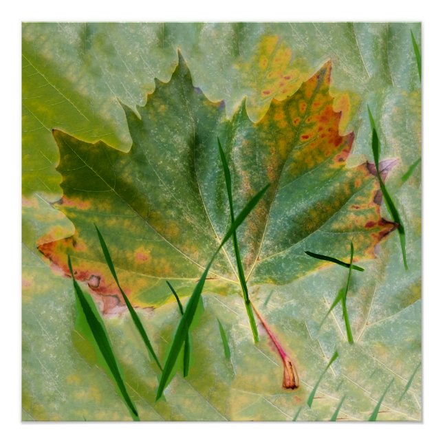 Pôster Fim do outono (Frente)