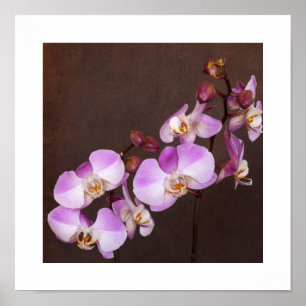 Pôster Fim violeta e branco da orquídea acima da