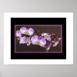 Pôster Fim violeta e branco da orquídea acima da